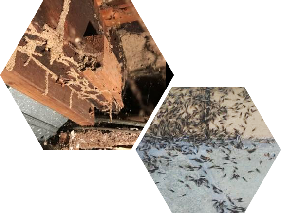 pittsburgh termite control