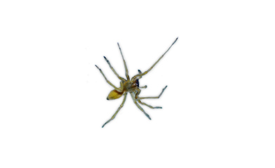 agrarian sac spider