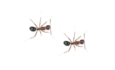 allegheny mound ant