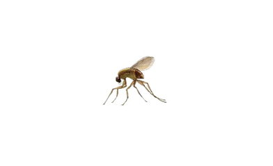 phorid fly