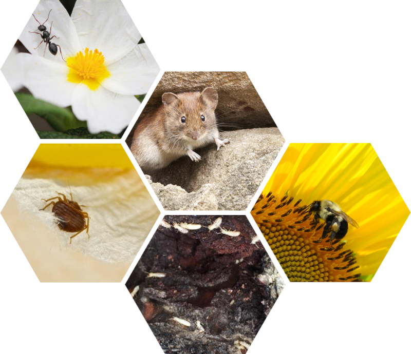 Pittsburgh Pest Control • Bugs-B-Gone Pest Control